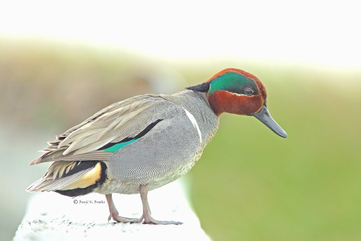 Green-winged Teal - ML61343001