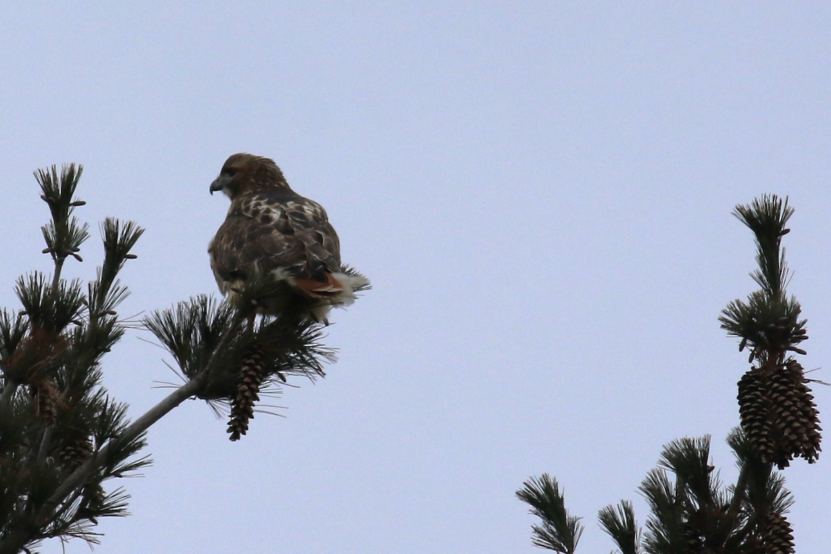 Red-tailed Hawk - ML613430158