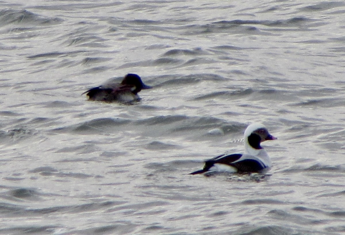 Long-tailed Duck - ML613430175