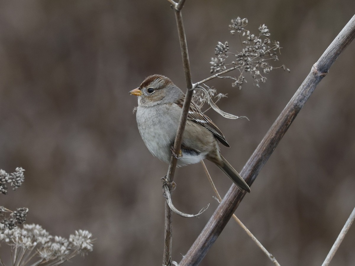 White-crowned Sparrow - ML613430281