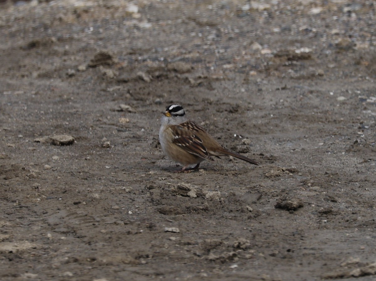 White-crowned Sparrow - ML613430284