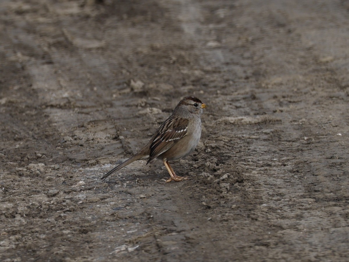 White-crowned Sparrow - ML613430286