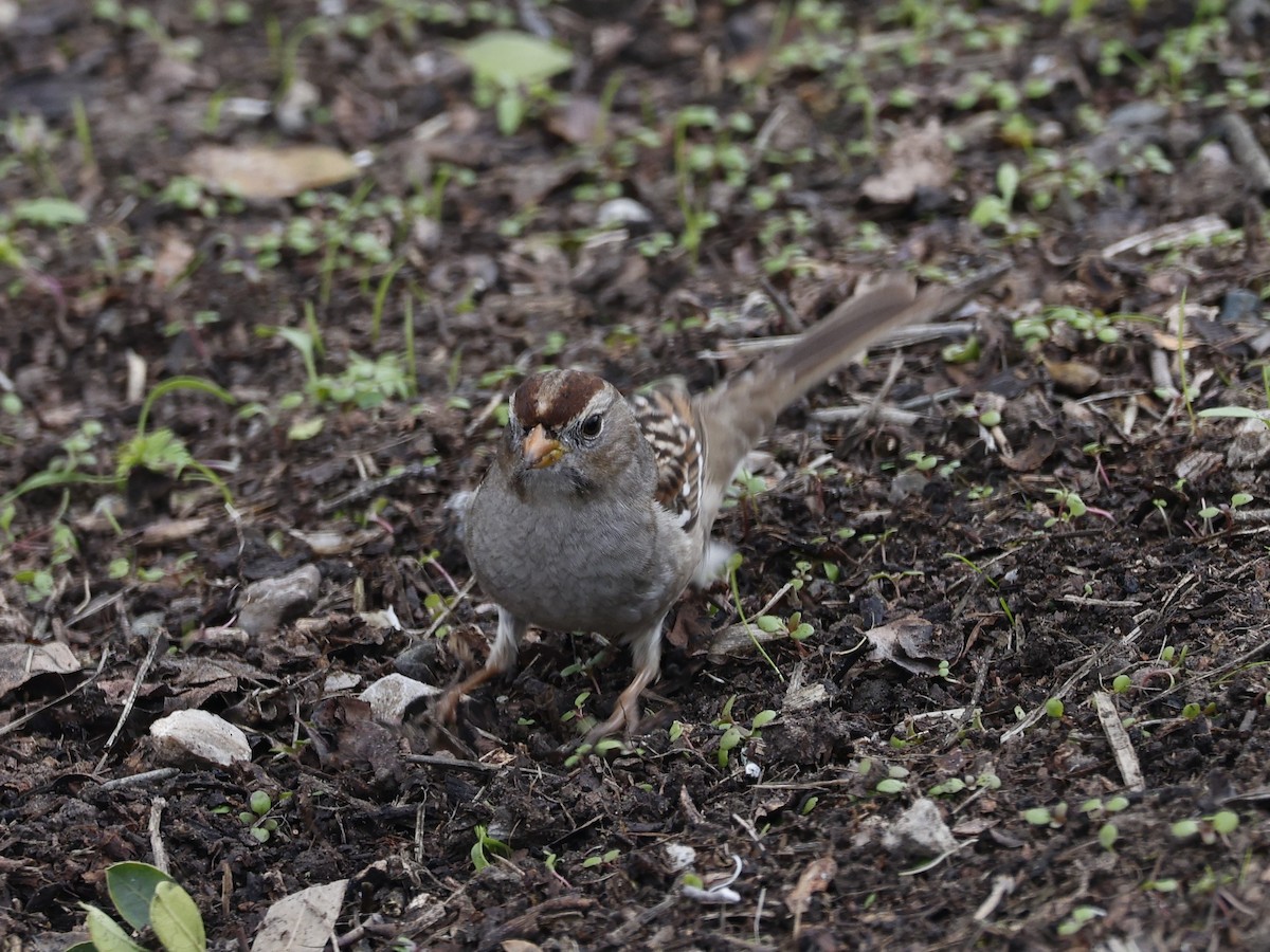 White-crowned Sparrow - ML613430299