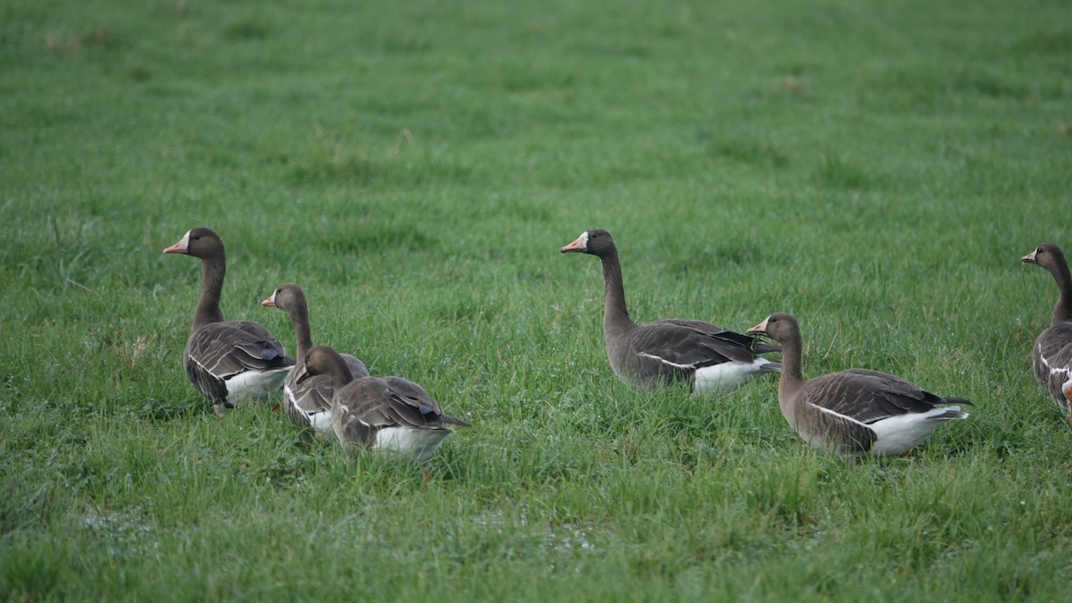 Greater White-fronted Goose - ML613430513