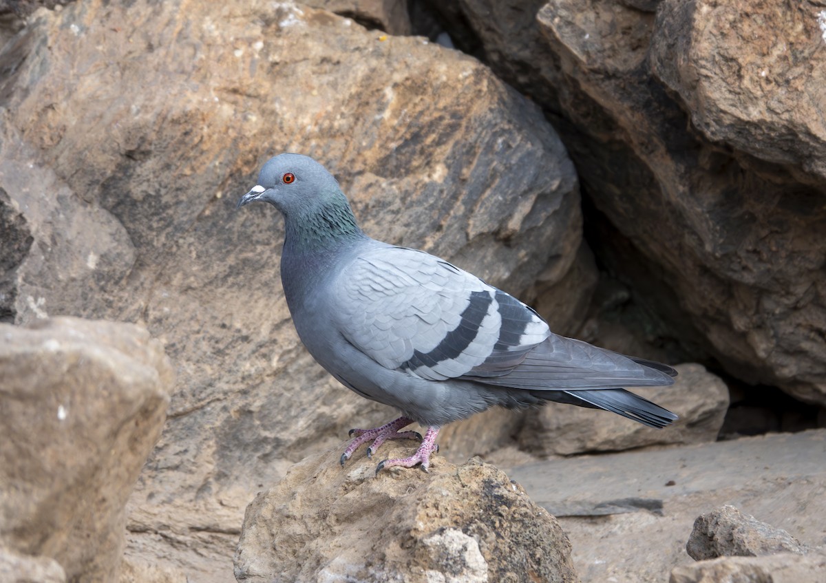 Rock Pigeon - ML613430518