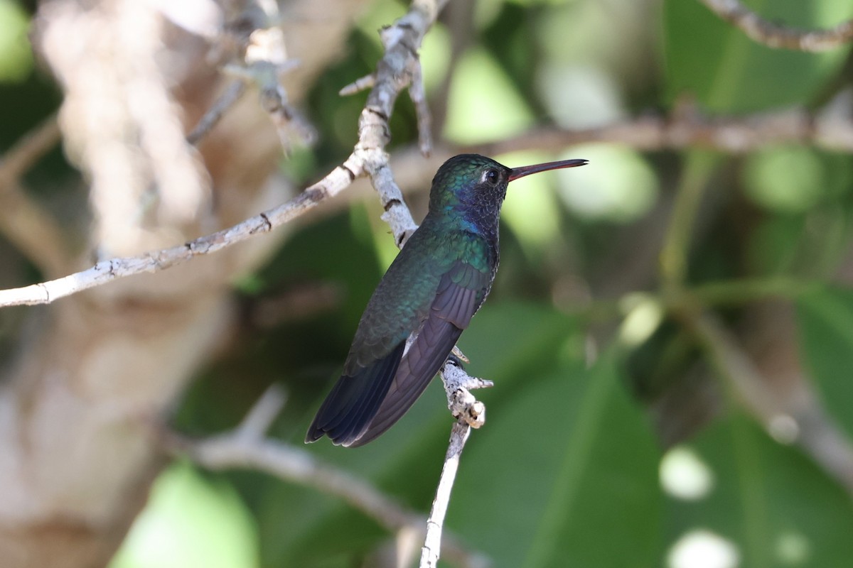 kolibřík safírový (ssp. lactea/zimmeri) - ML613430721