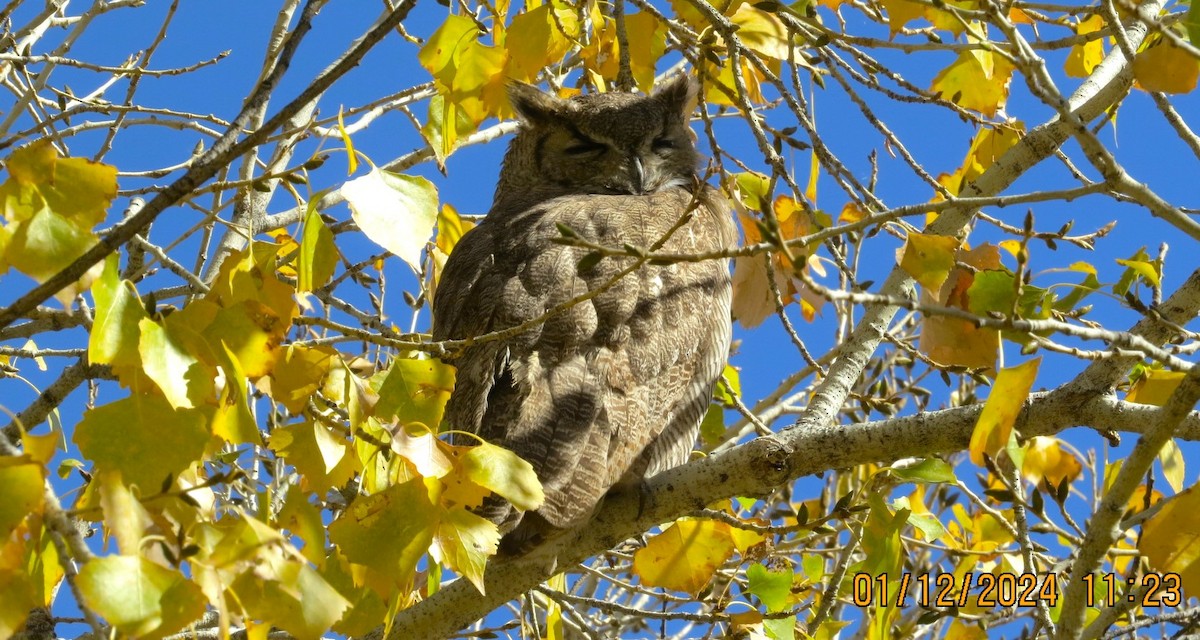 Great Horned Owl - ML613430870