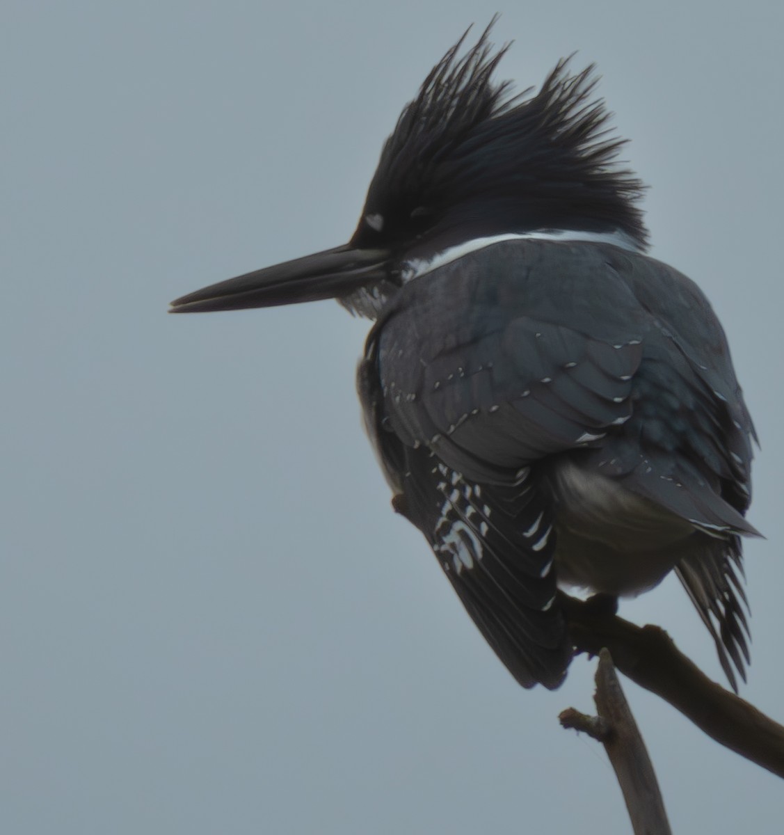 Belted Kingfisher - ML613430903