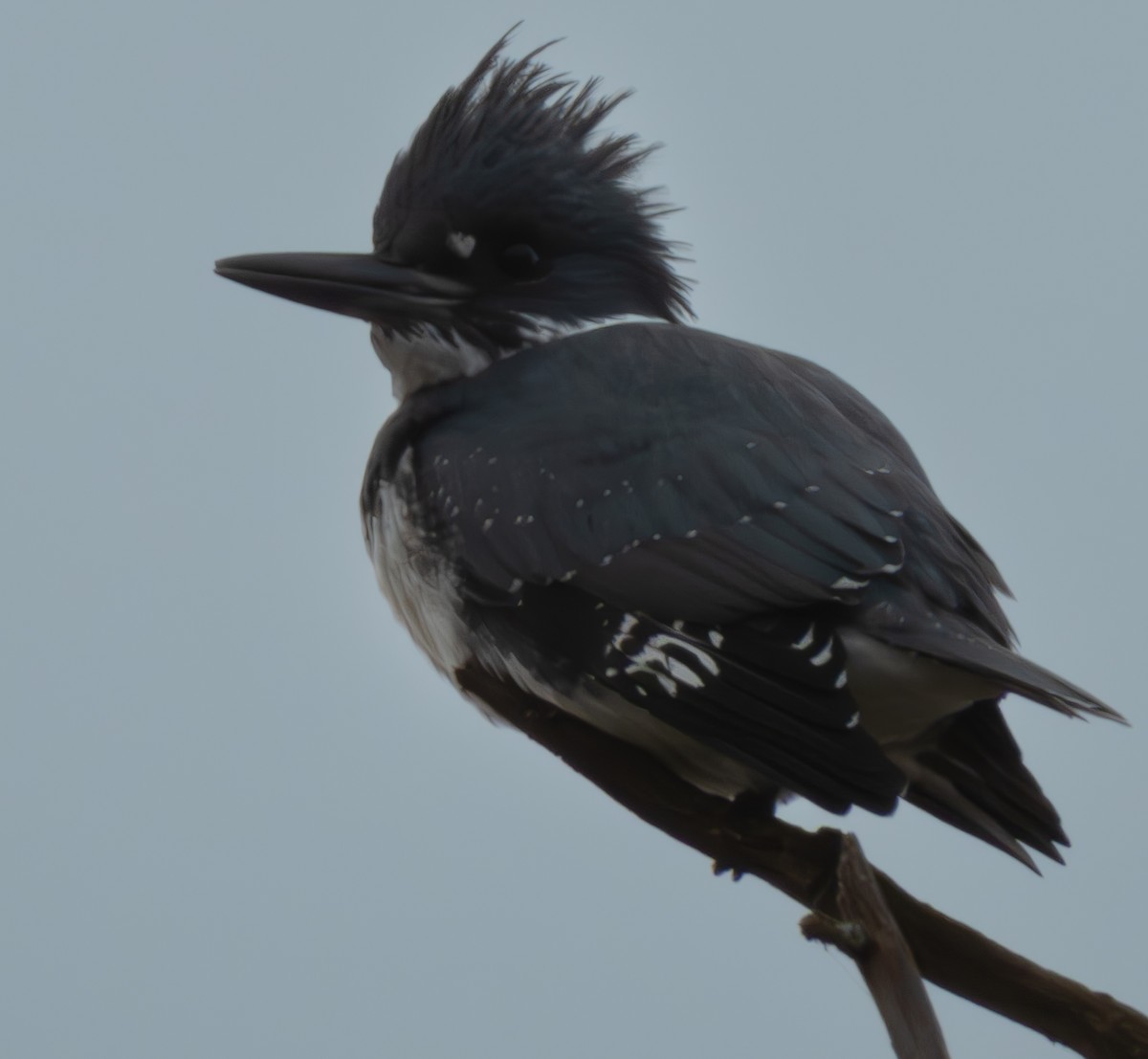 Belted Kingfisher - ML613430904