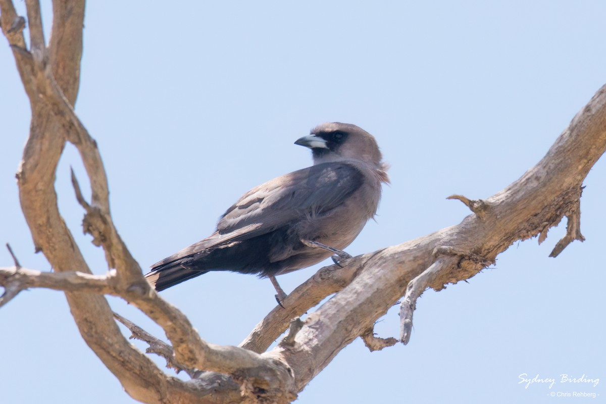 Black-faced Woodswallow (Black-vented) - ML613430926