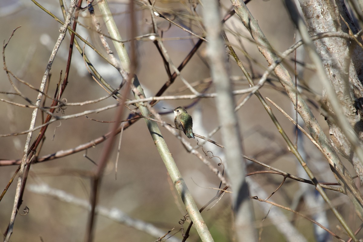 Rufous Hummingbird - Mary Keleher