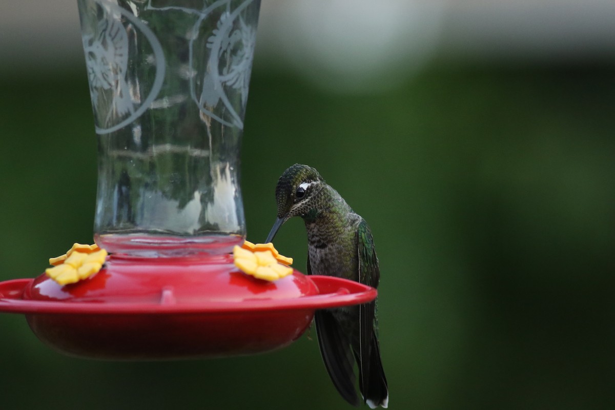 Rivoli's Hummingbird - Andrew Dreelin