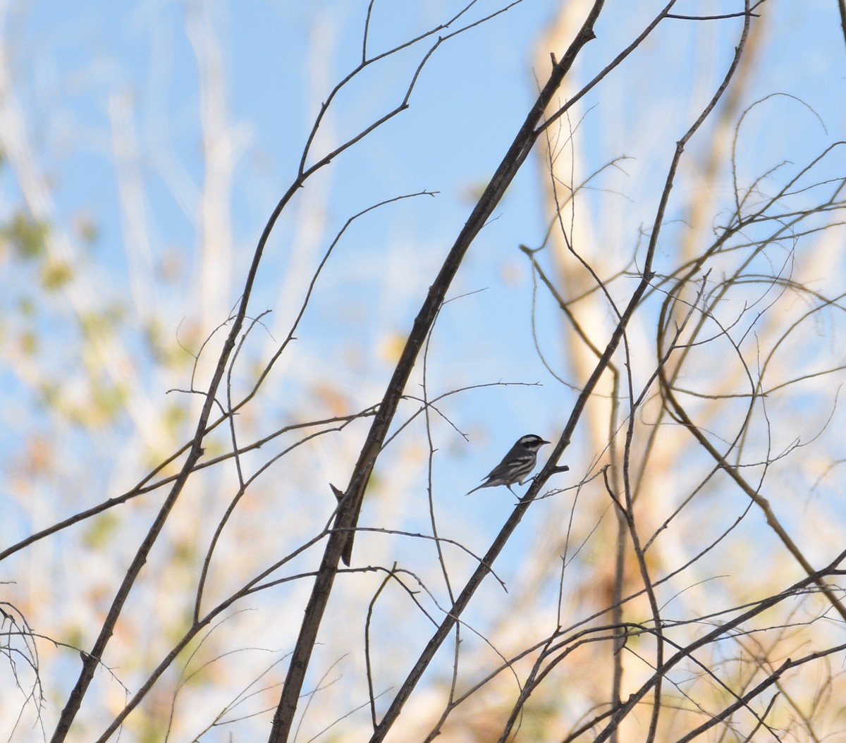 Black-throated Gray Warbler - Ezra Garfield