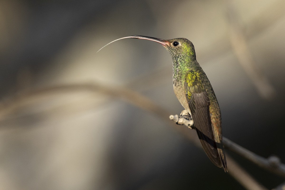Buff-bellied Hummingbird (Northern) - Michael Stubblefield