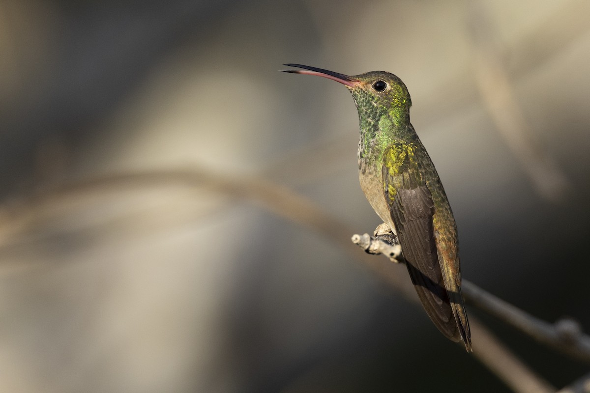 Buff-bellied Hummingbird (Northern) - Michael Stubblefield