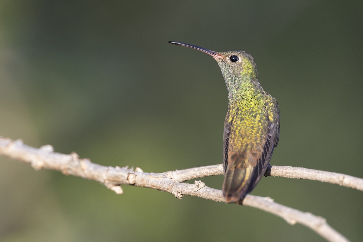 kolibřík yukatanský (ssp. cerviniventris/chalconota) - ML613431637