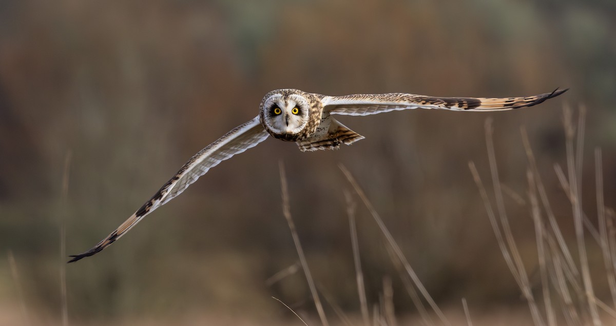 Short-eared Owl - ML613431854