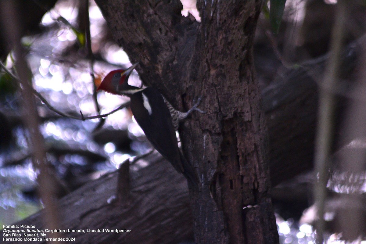 Lineated Woodpecker - fernando mondaca
