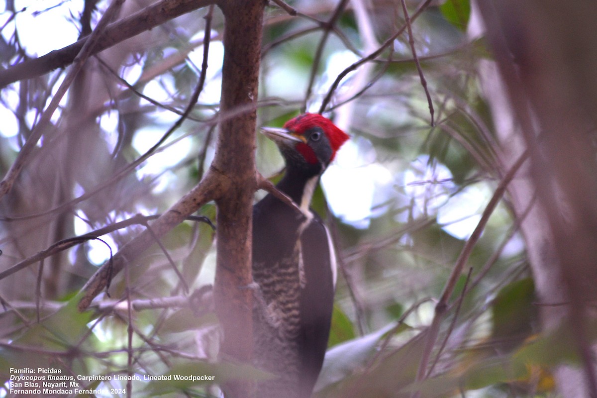 Lineated Woodpecker - ML613431954