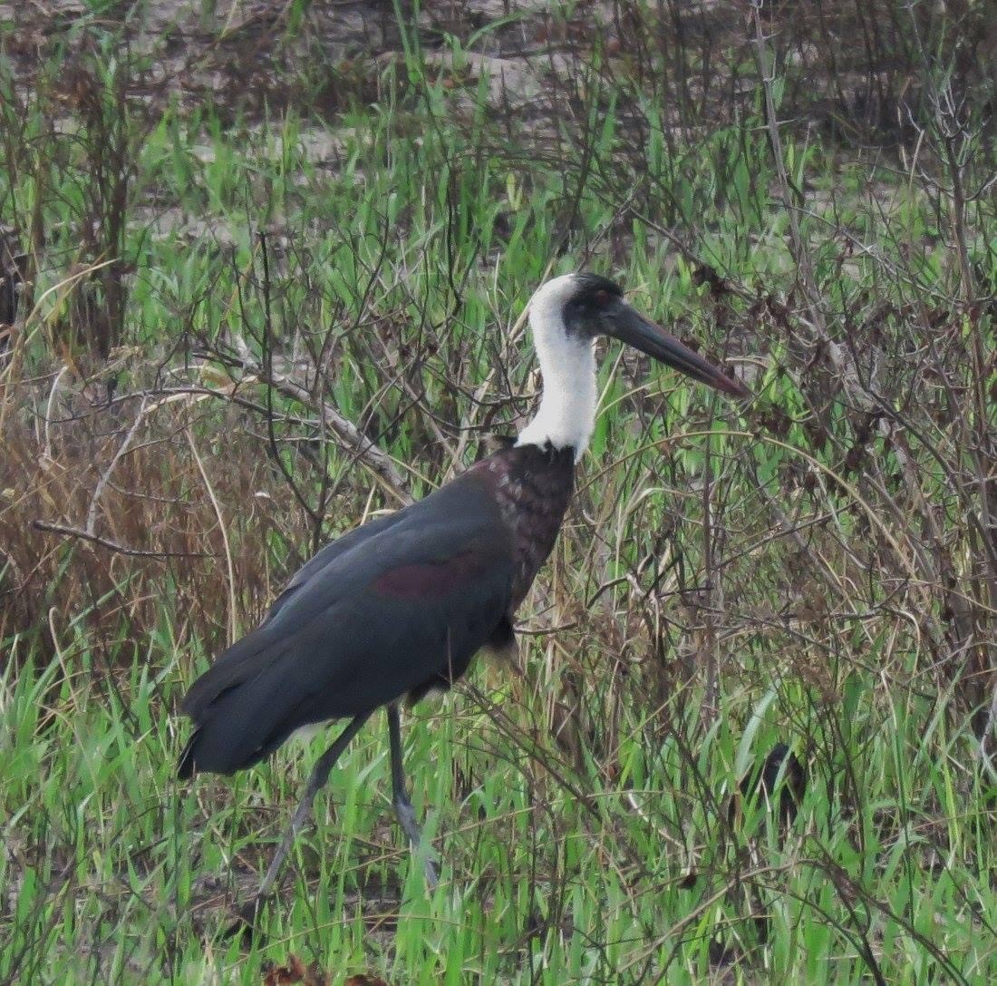 African Woolly-necked Stork - ML613432314