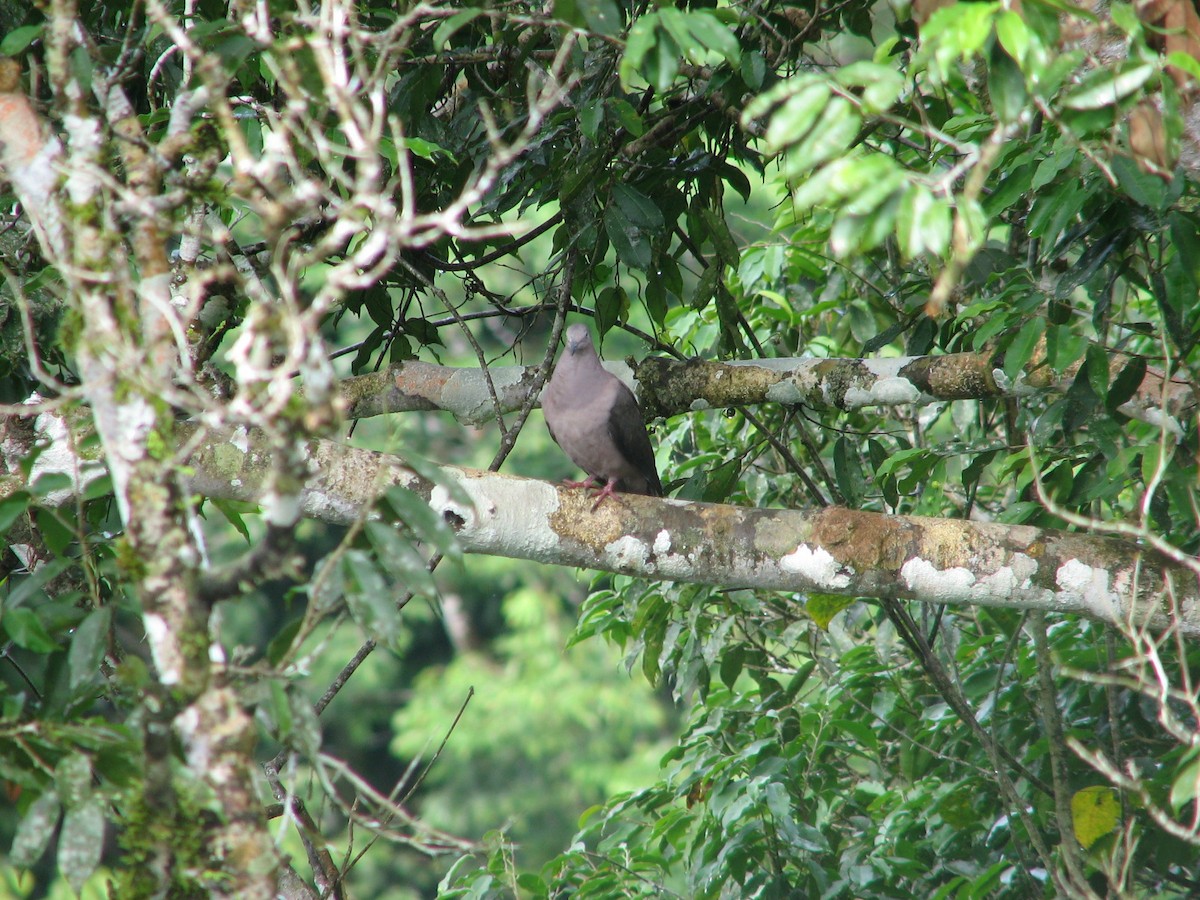 eBird Canada Checklist 7 Aug 2008 Sacha LodgeCanopy Walk 70 species