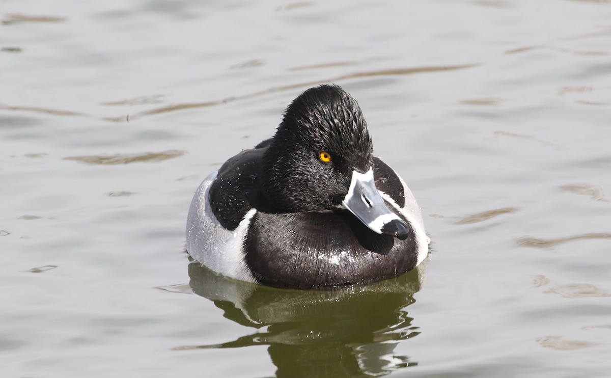 Ring-necked Duck - ML613432699