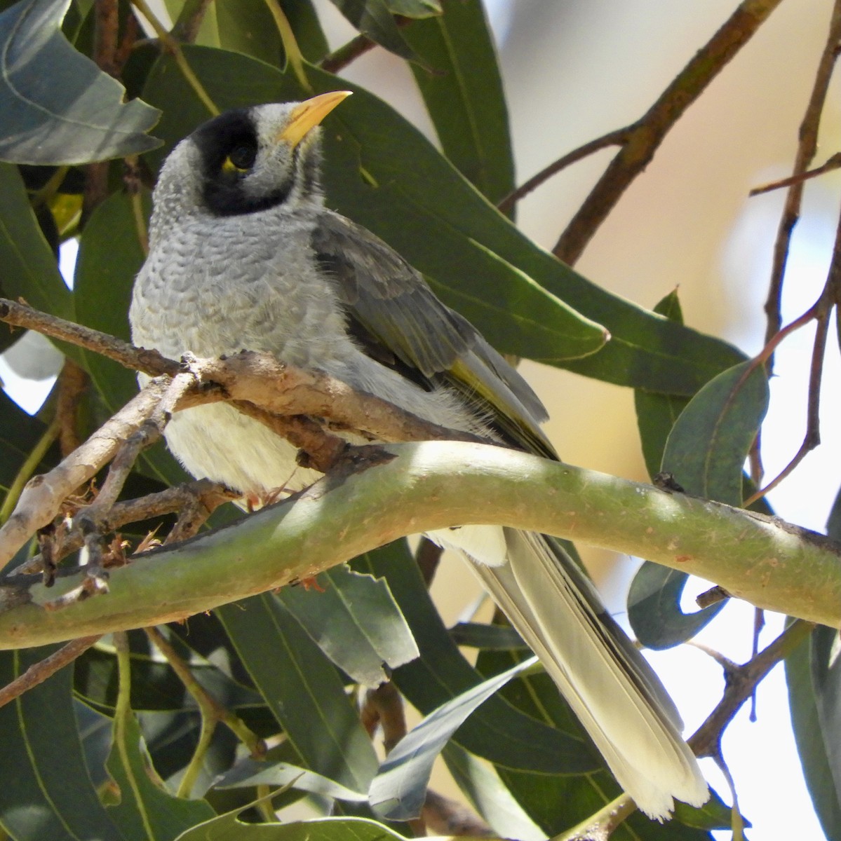 Noisy Miner - ML613432933