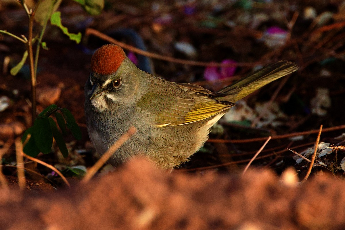 Green-tailed Towhee - Rob O'Donnell