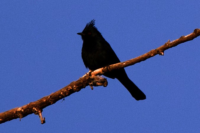 Phainopepla - Rob O'Donnell