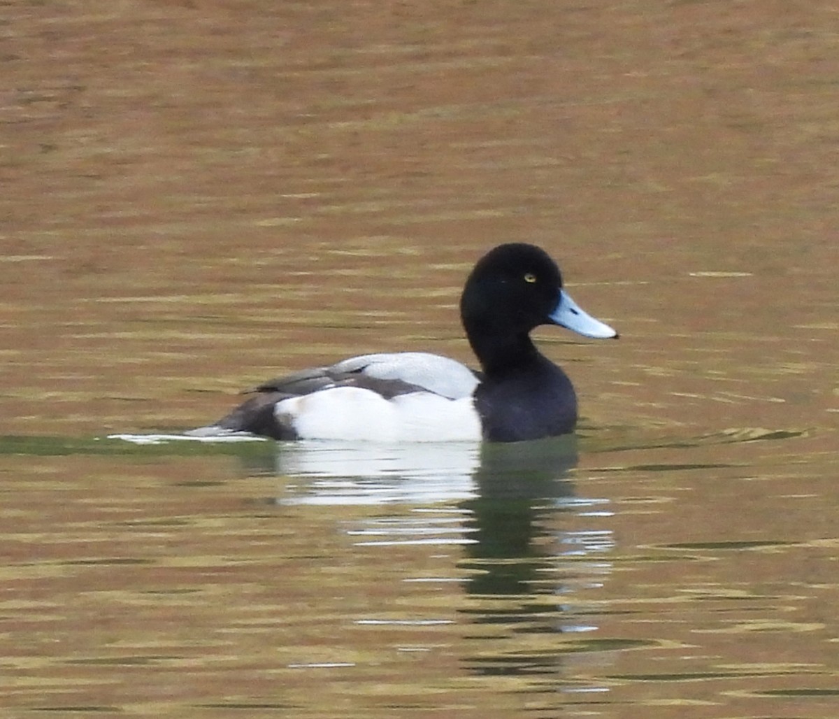 Greater Scaup - ML613433140