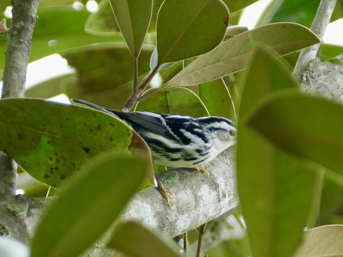 Black-and-white Warbler - ML613433161