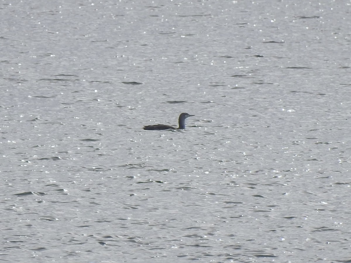 Red-throated Loon - ML613433257