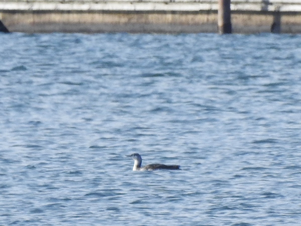 Red-throated Loon - ML613433260