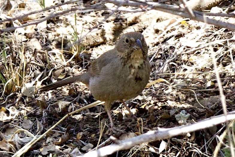 Canyon Towhee - Rob O'Donnell