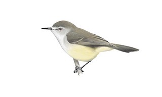 Lord Howe Gerygone - Gerygone insularis - Birds of the World