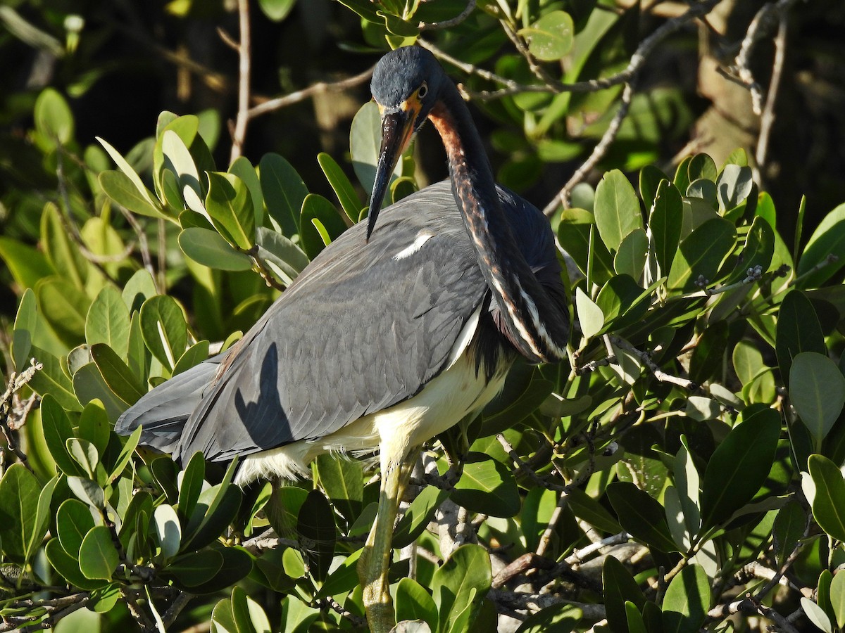 eBird Checklist 6 Jan 2024 Merritt Island NWRBlack Point Wildlife
