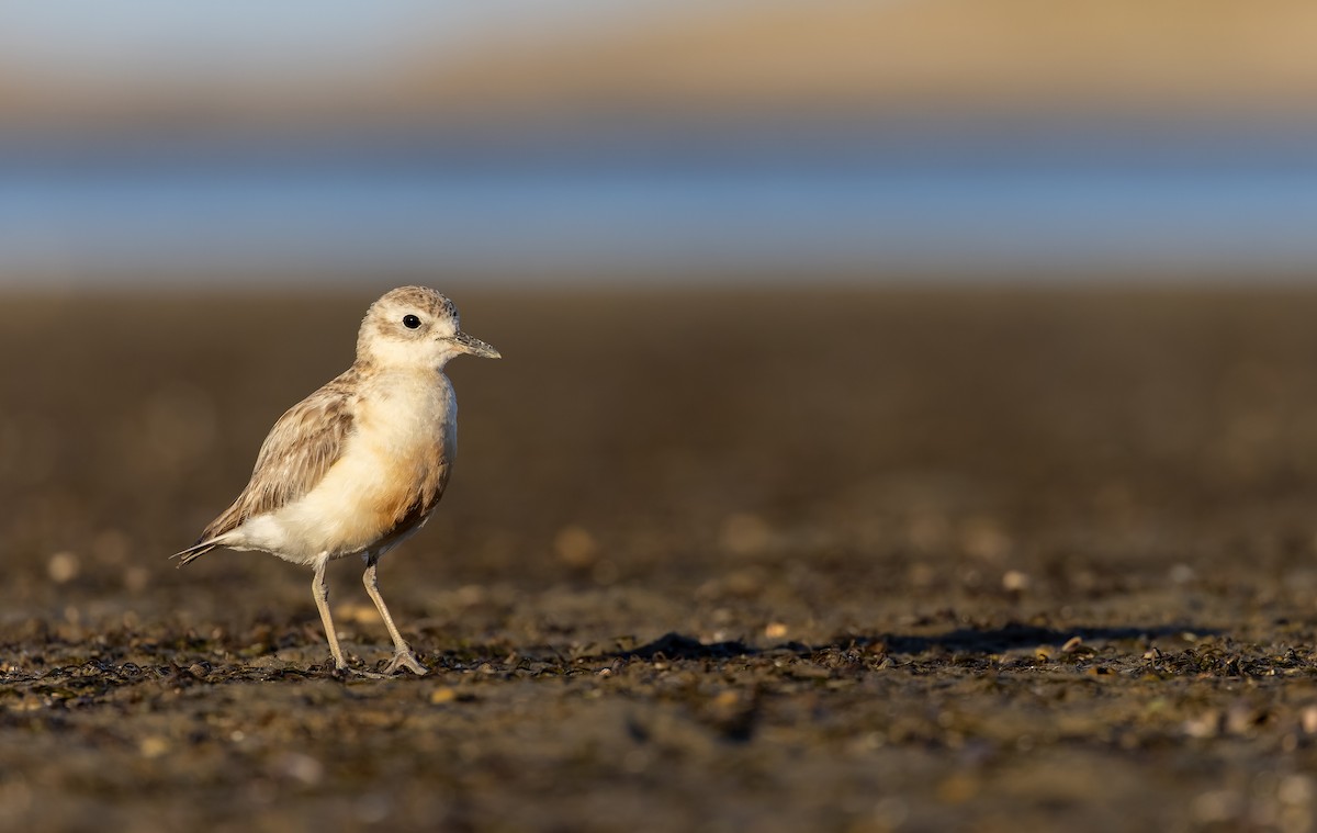 Red-breasted Dotterel (Northern) - ML613433593