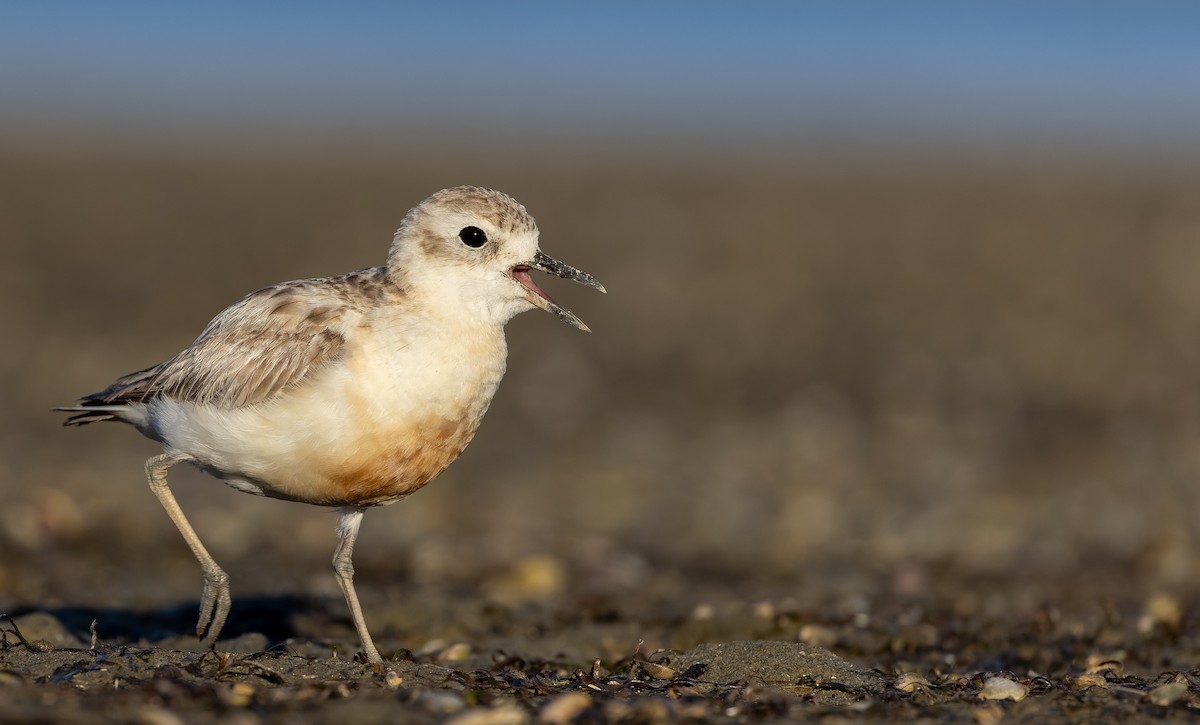 Red-breasted Dotterel (Northern) - ML613433594