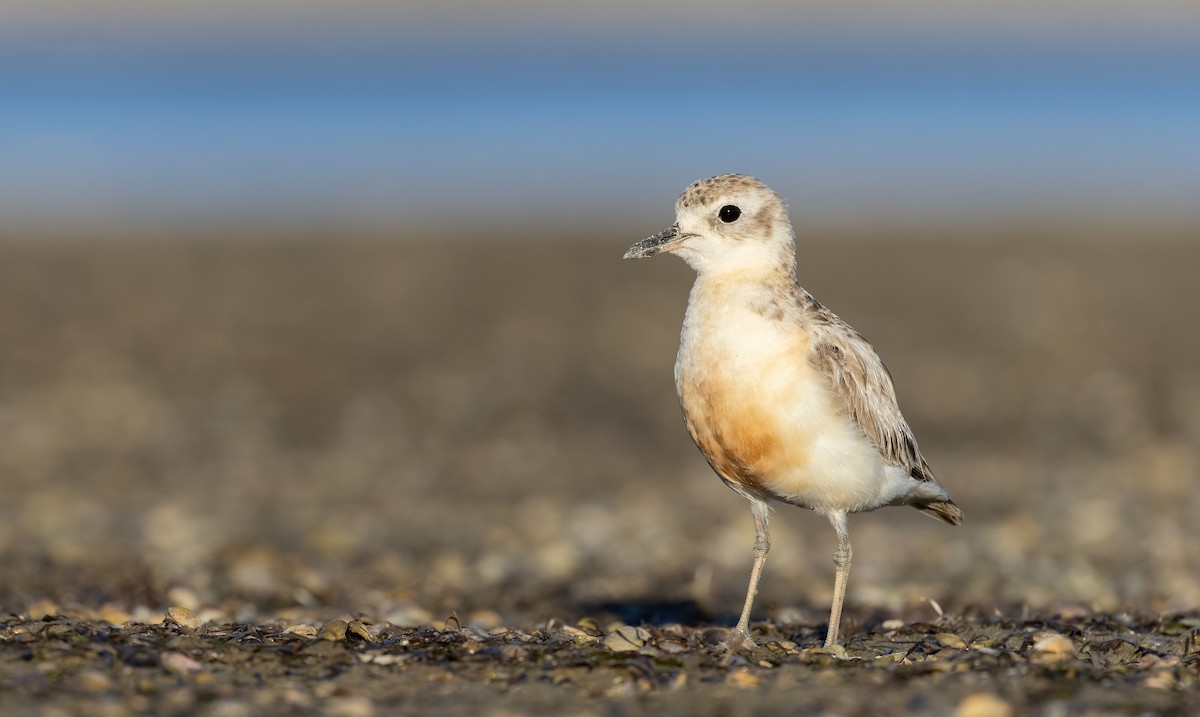 Red-breasted Dotterel (Northern) - ML613433595