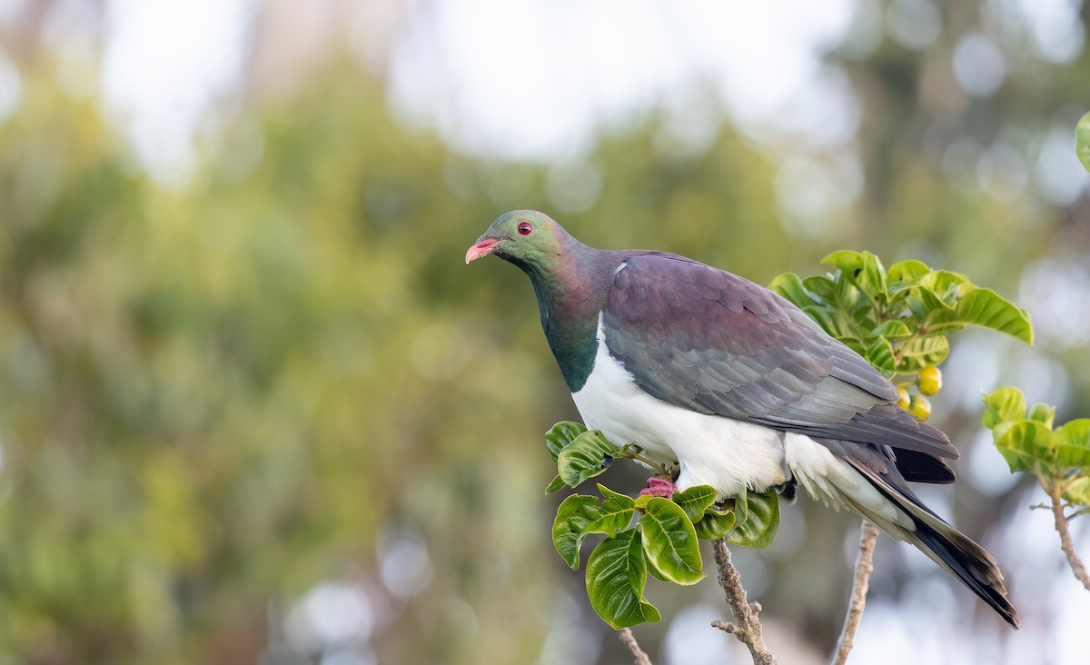 New Zealand Pigeon - ML613433970
