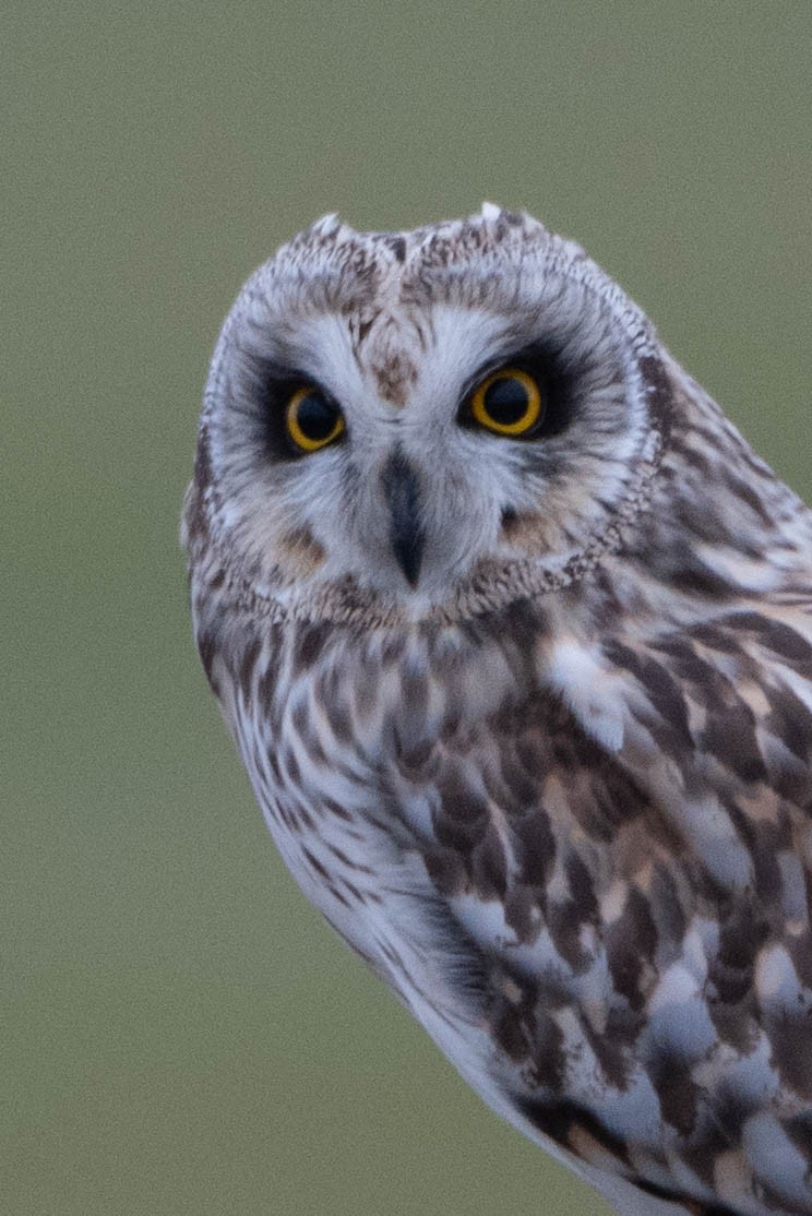 Short-eared Owl - ML613434022