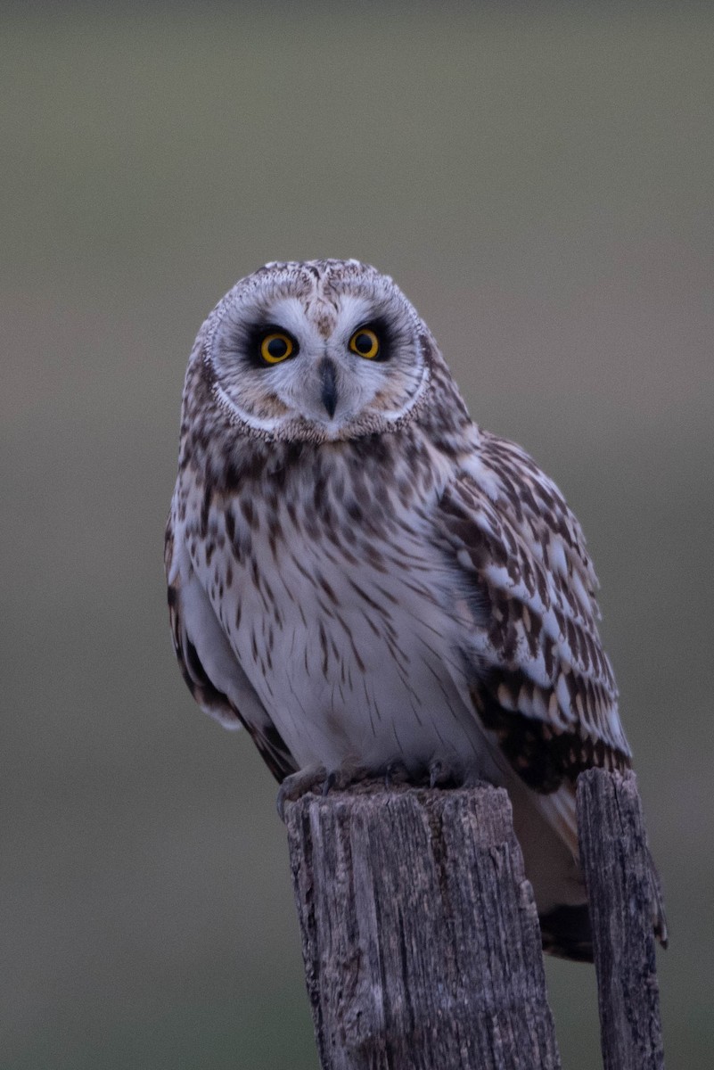 Short-eared Owl - ML613434023
