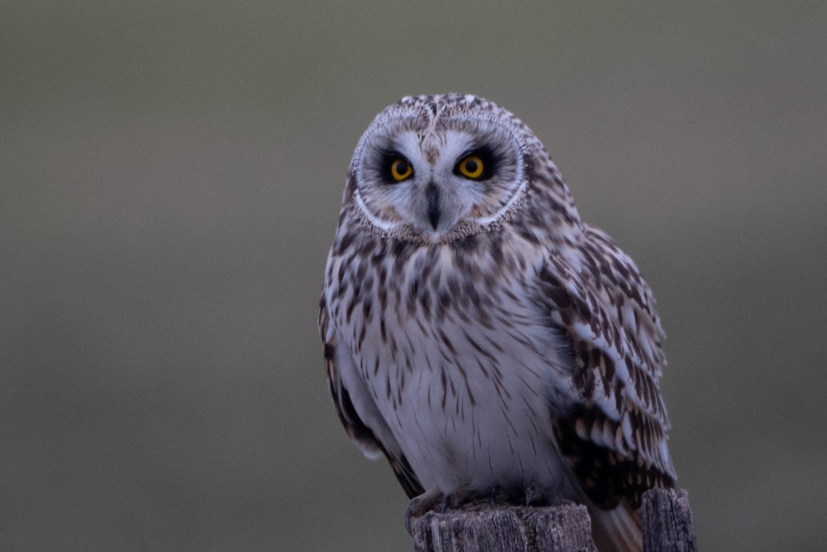 Short-eared Owl - ML613434024