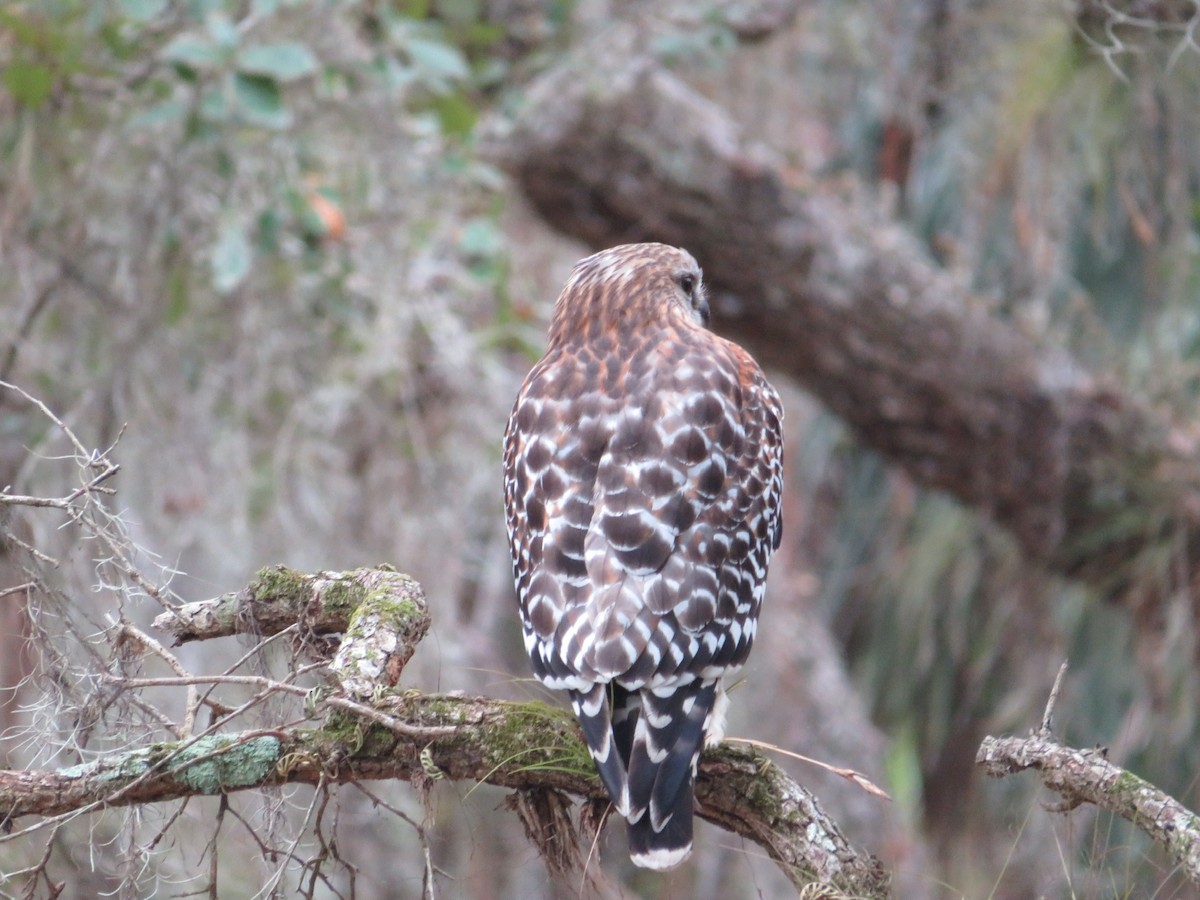Red-shouldered Hawk - Anne Thompson