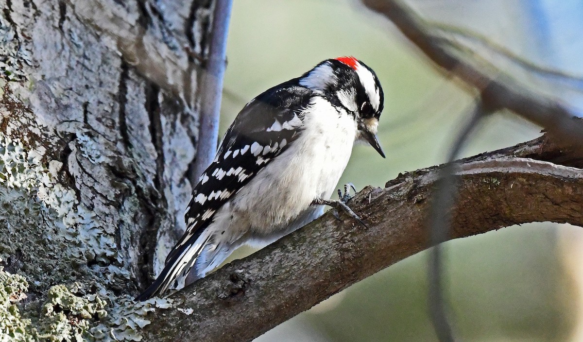 Downy Woodpecker - ML613434728