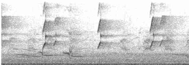 Cassican flûteur (telonocua/tyrannica) - ML613434743