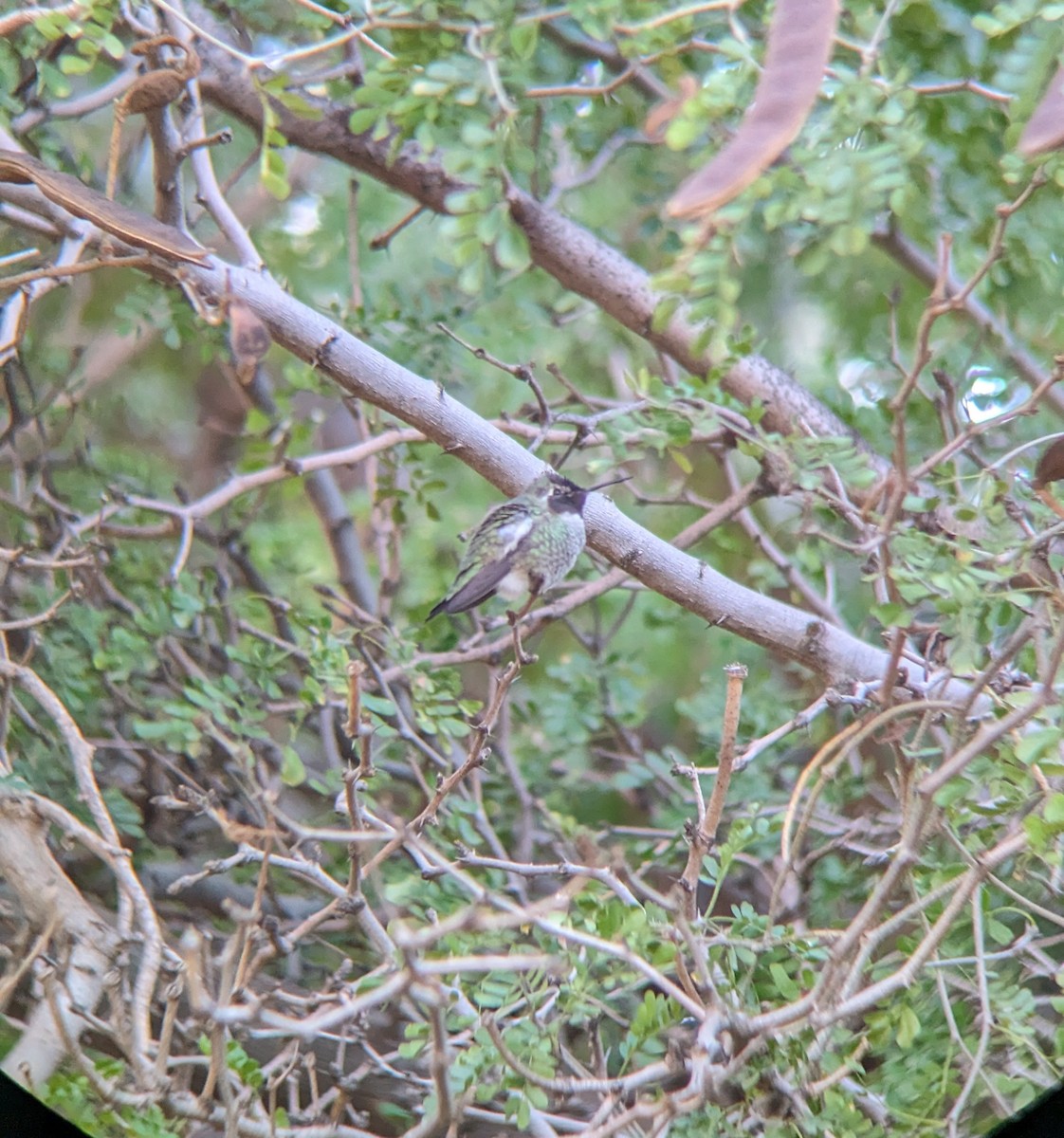 Costa's Hummingbird - ML613434906