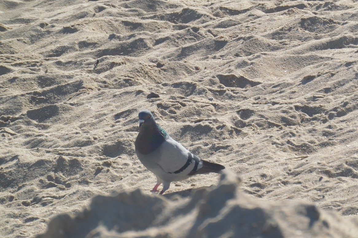 Rock Pigeon (Feral Pigeon) - ML613435023