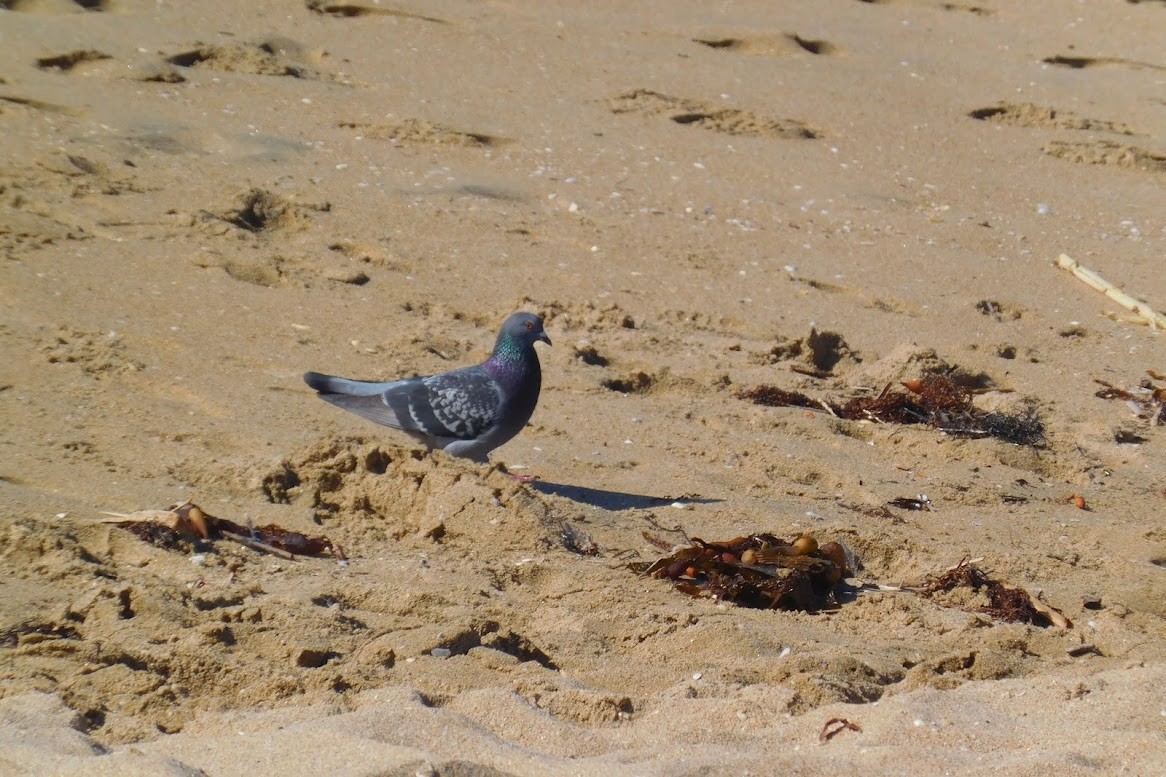 Rock Pigeon (Feral Pigeon) - ML613435028