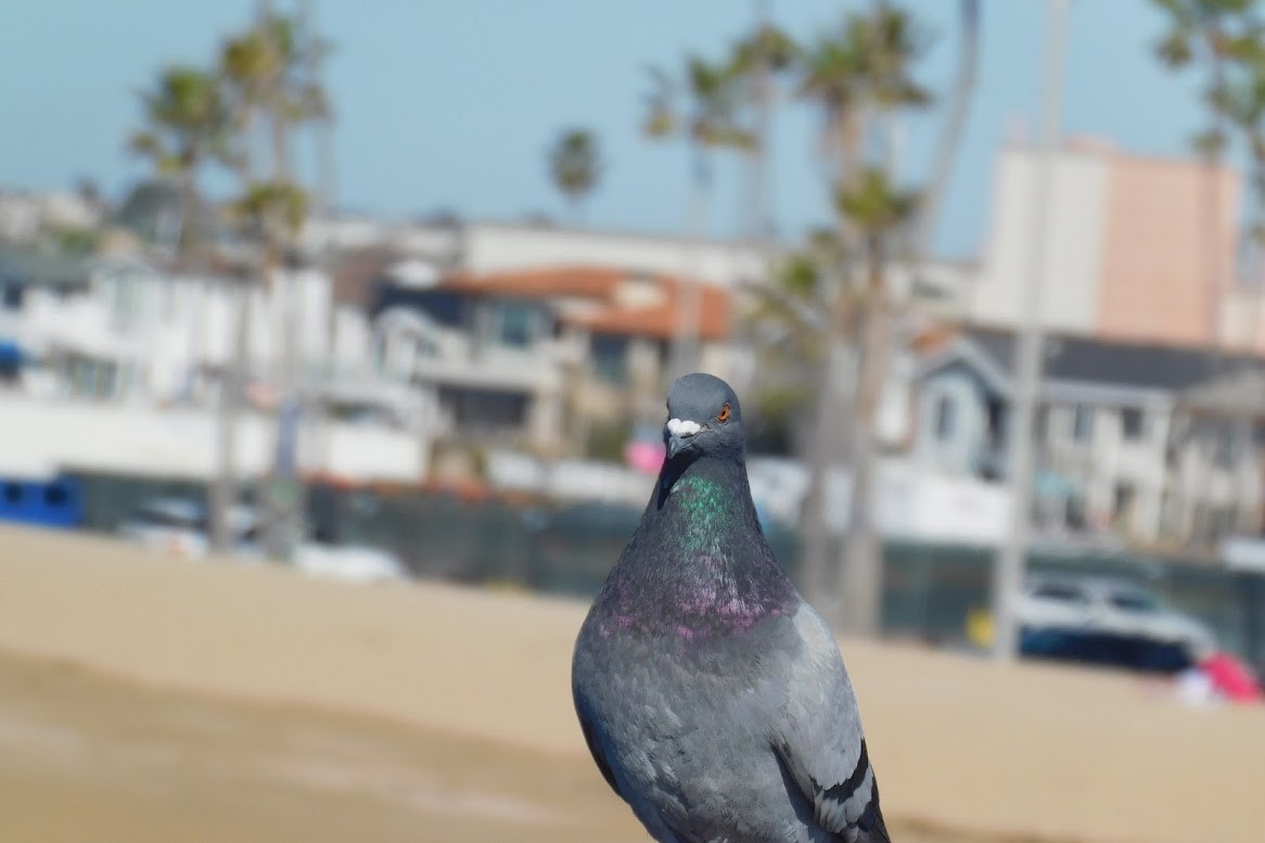 Rock Pigeon (Feral Pigeon) - ML613435071